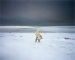 Scarlet Hooftgraaftland - Polar Bear 2007